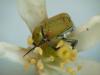 Hoplia argentea